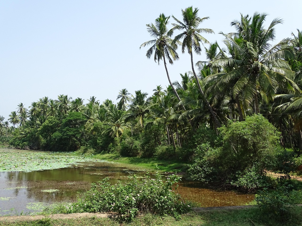 coconut water palm farm