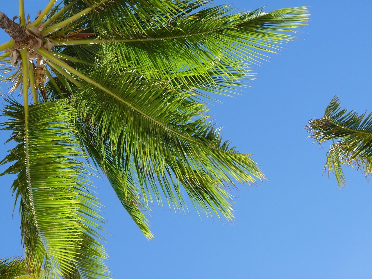 coconut water palm farm