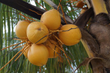 coconut water palm farm